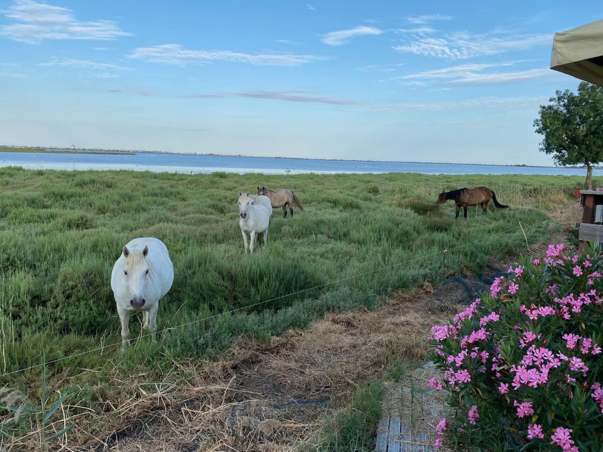 Camping De L'Arnel Villeneuve-lès-Maguelonne Eksteriør bilde